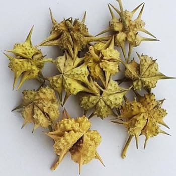 Tribulus Terrestris (Gokshura) - நெருஞ்சி முள் (Nerungi Mull)